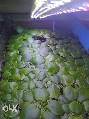 Aquarium plant floating Frog Bit