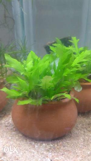 Aquarium plant in a pot with soil,ready to keep in your