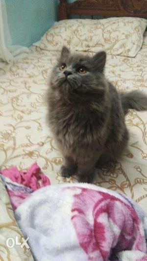 Ash colour Persian cat