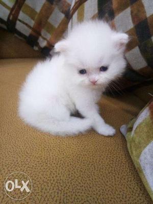Bestest quality blue eye white Persian kitten for