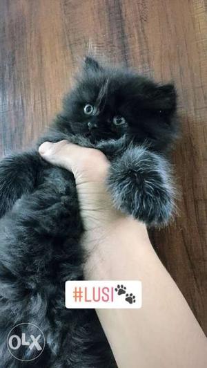 Black Persian Cat With Text Overlay