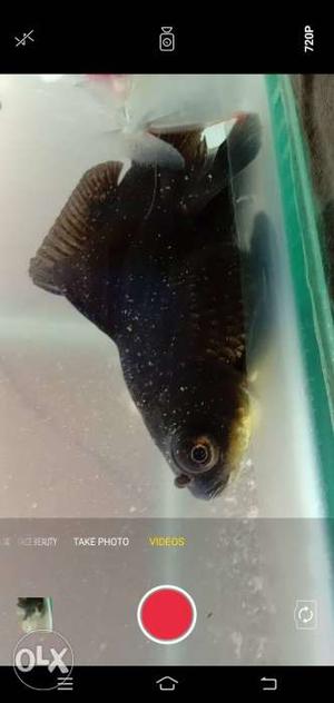 Black gold fish pair in 150