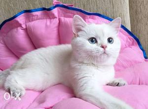 Blue Eyes healthy long for quality Persian kitten