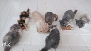 Blue Eyes triple coated Persian kitten for sale