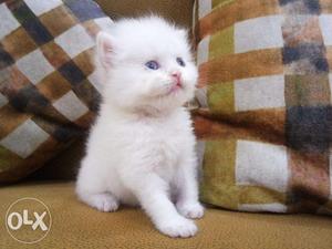 Blue eye white Persian kitten for sale in cheap