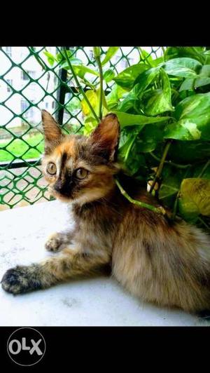 Brown And Black Persian Kitten