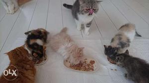 Cheap price Persian kitten sale all colour