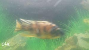 Chiclid fish pair 4 to 5 inch
