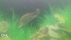 Clown kniffe fish 5 to 6 inch