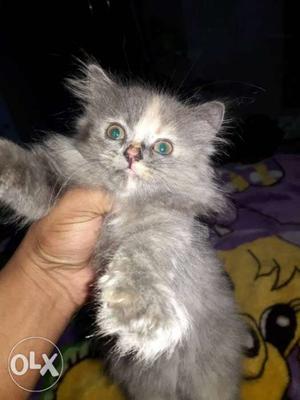 Cuiet Kittens At Reasonable Price