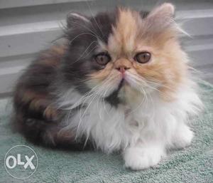 Cute Punch Face Persian Cat on discount