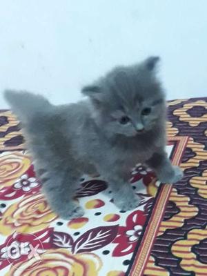 Cute silver 45 days female playfull healthy active