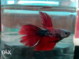 Delta tail betta high quality breed