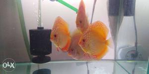 Discus with tank and stand for sale, 2 feet tank,