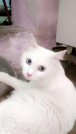 Doll face male Pension cat with blue eyes white