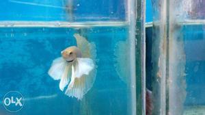 Doubletail and dumboear HM bettas