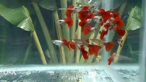 Elaphant tail guppies Rs 50 per fish