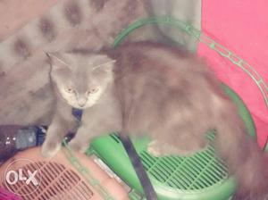 Female Cat exchange with kitten or sell urgently