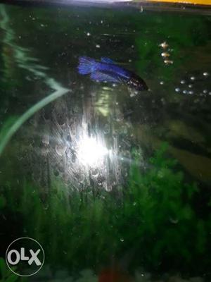 Female betta fish for sale very colourful very