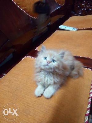 Female persian kitten. healthy and playfull