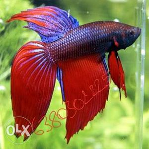 Fightar betta pair ordinary