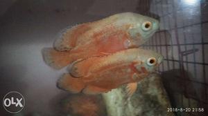 Fire red oscar fish pair for sale