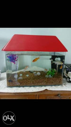 Fish Aquarium as is condition with foods and