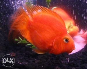 Fish - Red parot fish for sale. Medium size 500rs