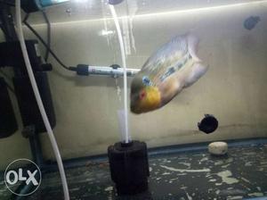 Fish tank and 2flowerhorn