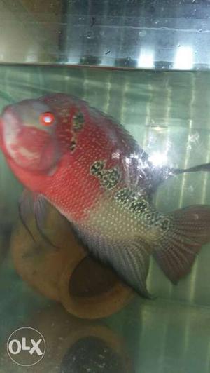 Flowerhorn briding female 10 inches natural