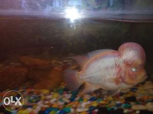 Flowerhorn fish sale only  so actractive