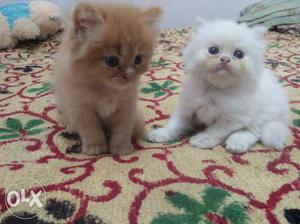 For Sale Pure Breed Persian Kittens Male & Female