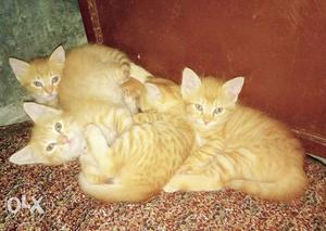 Four Yellow Tabby Kittens S