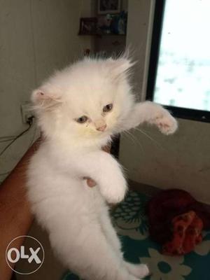 Full white original breed doll face Percian cat