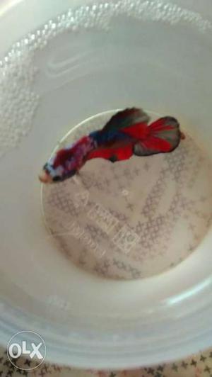 Galaxy koi which is ready to breed and it's 3 an