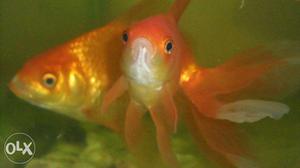Gold Fish Big Size per pices