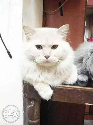 Goldan Persian Cat Male Only Matting