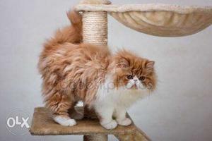 Golden white persian cat male only for meeting