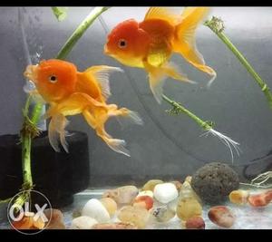 Goldfish oranda