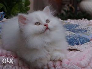 Golu molu Persian kitten for sale healthy active