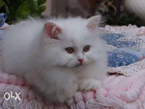Good quality for Persian kitten for sale cash on
