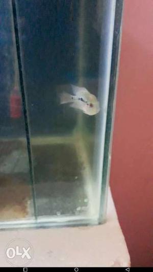Grey Flowerhorn Fish
