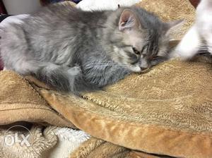 Grey colour persian female cat. 1 month pregnannt