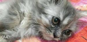 Grey tabby persian kitten