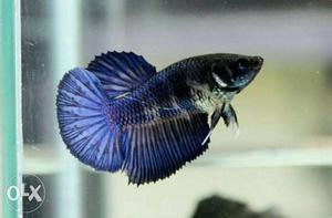 Halfmoon betta..,