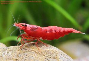 Healthy and breeding Red shrimp sales