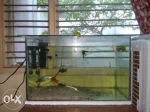Hello, want to sell my aquarium of 2ft only
