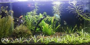 Here i sell my planted fish tank ()