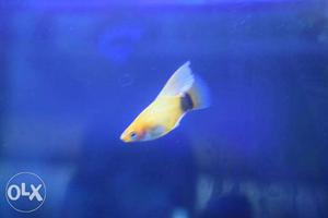 Hifin golden platie fish
