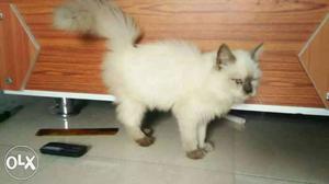 Himaliyan cat pair for sell age 3 months